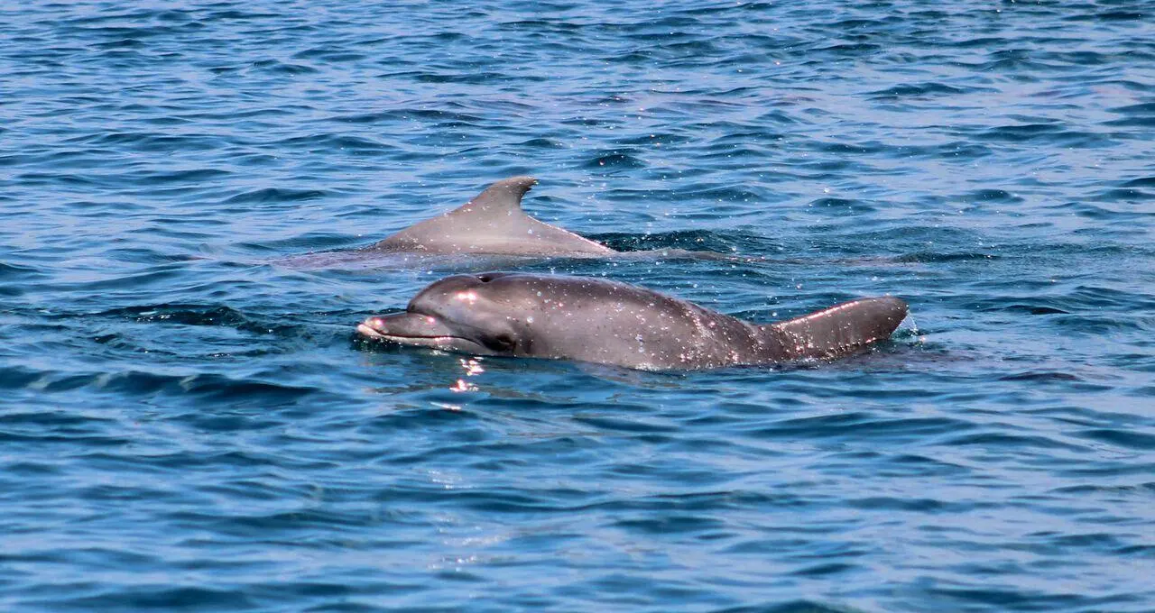 Wild dolphins swimming beside a boat in Watamu Kenya